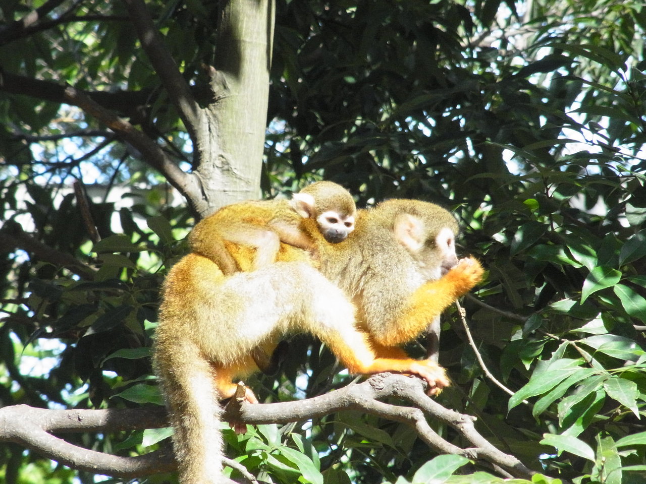 リスザルベビーラッシュ 動物園の一日