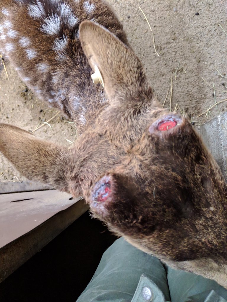 シカの角が落ちました ちょっとショッキングな写真があります 動物園の一日 シカの角が落ちました ちょっとショッキングな写真があります 動物園の一日