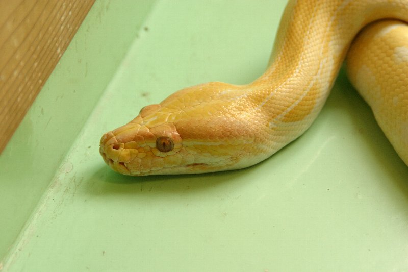 ビルマニシキヘビ 福ちゃん脱皮成功 動物園の一日