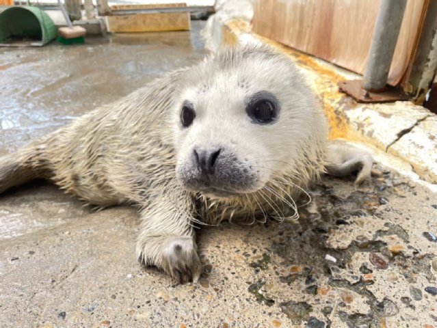 動物園シリーズ 確認用 アザラシ （ゴマフアザラシ｜動物園の