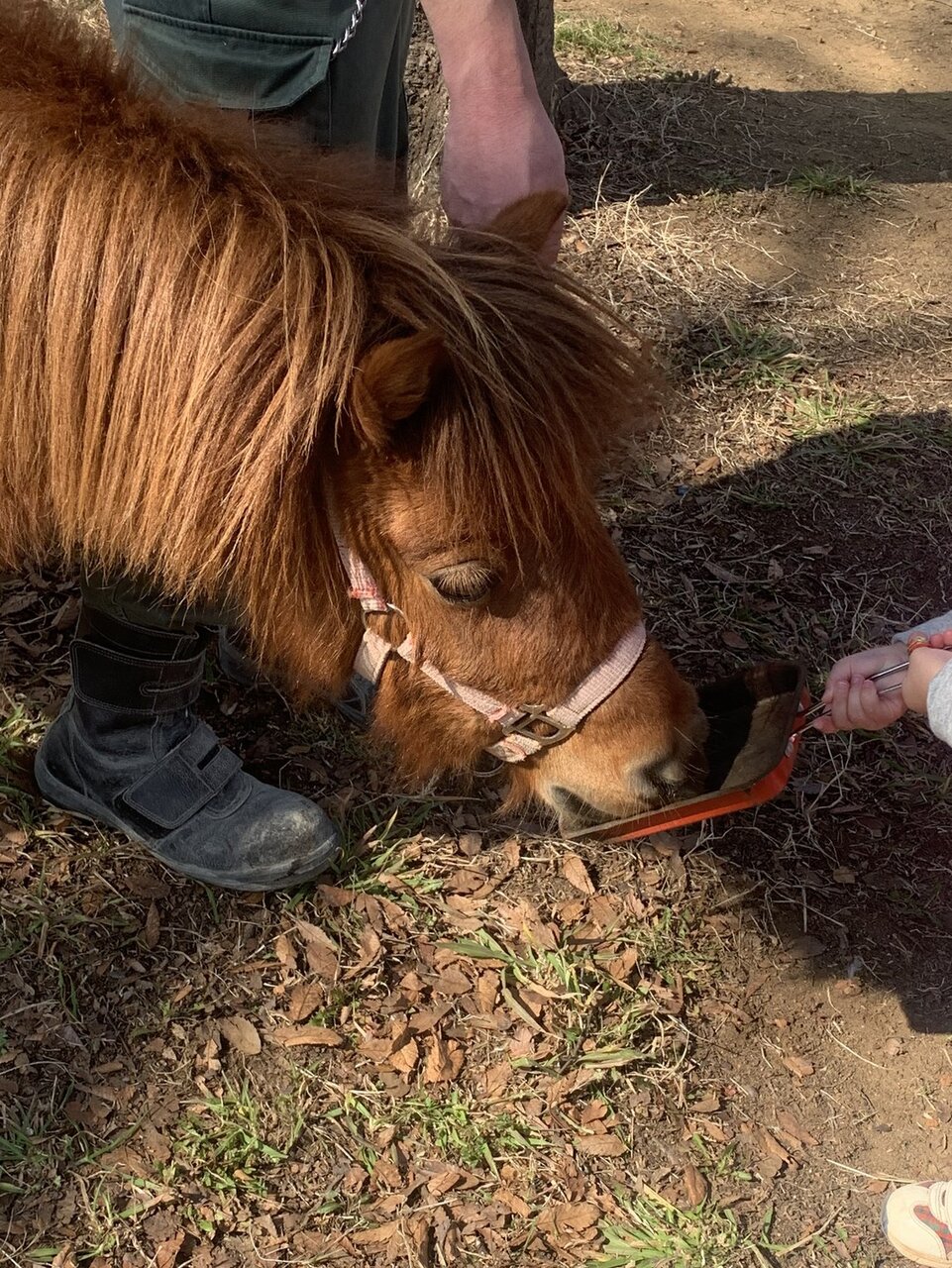 ポニーブログ 動物園の一日