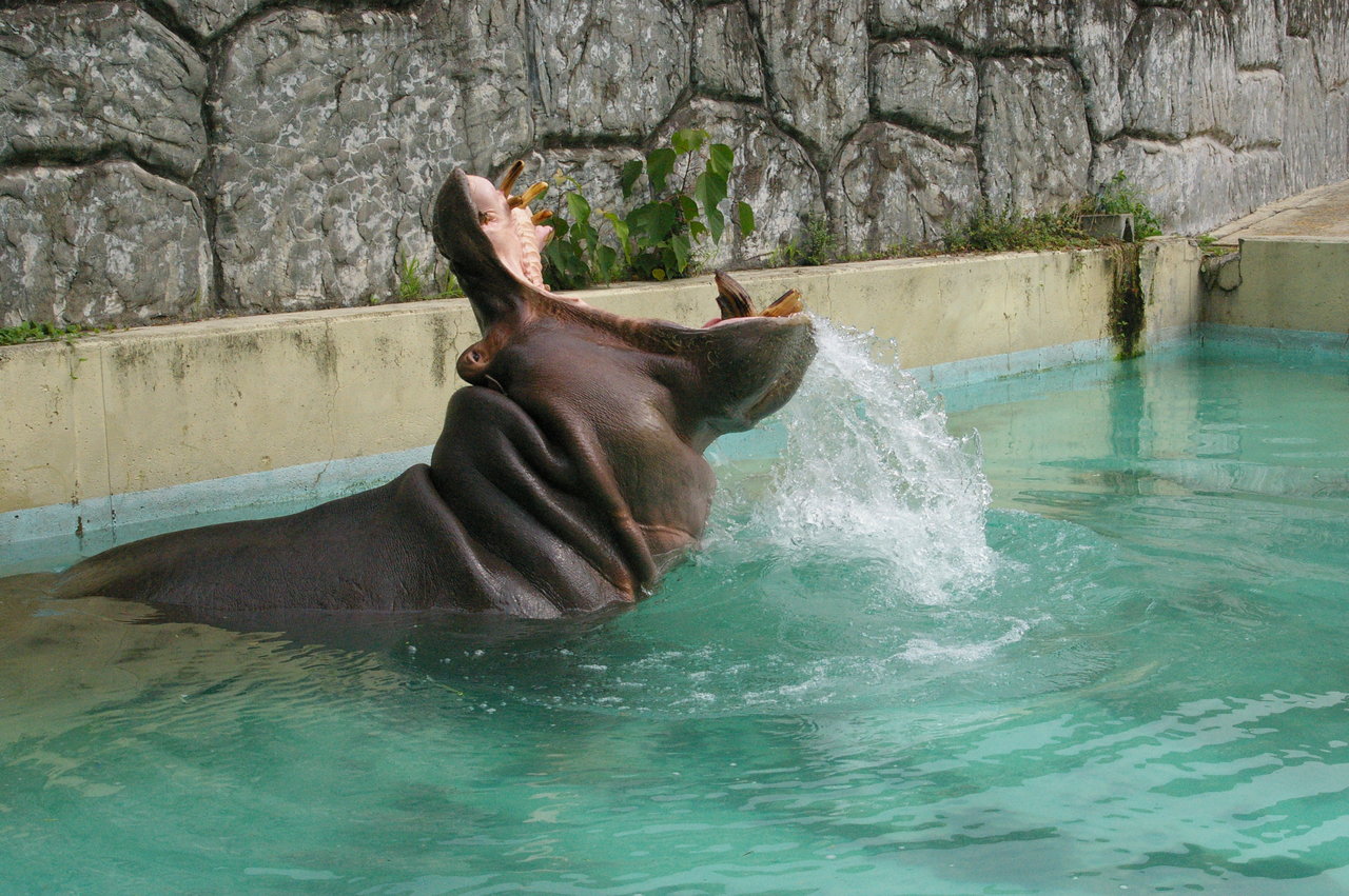 カバは最強 動物園の一日