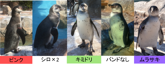 ¼Ì¿¿¡