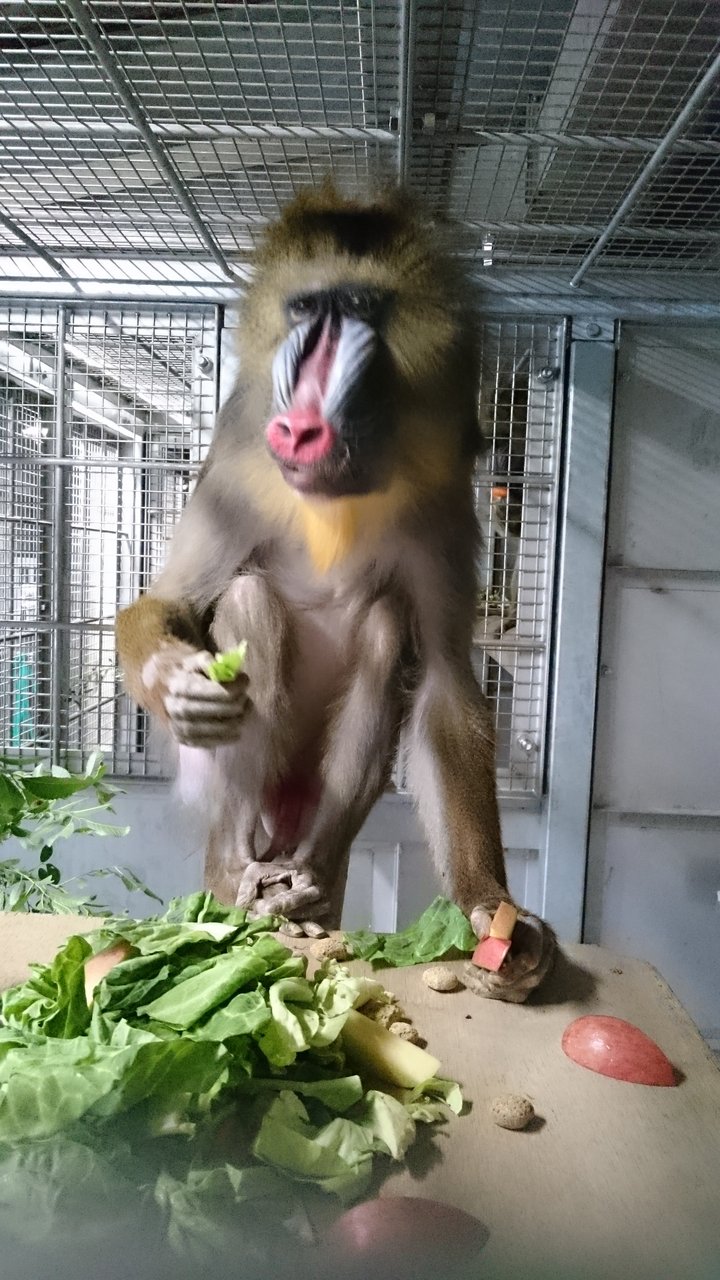 マンドリル 動物園の一日