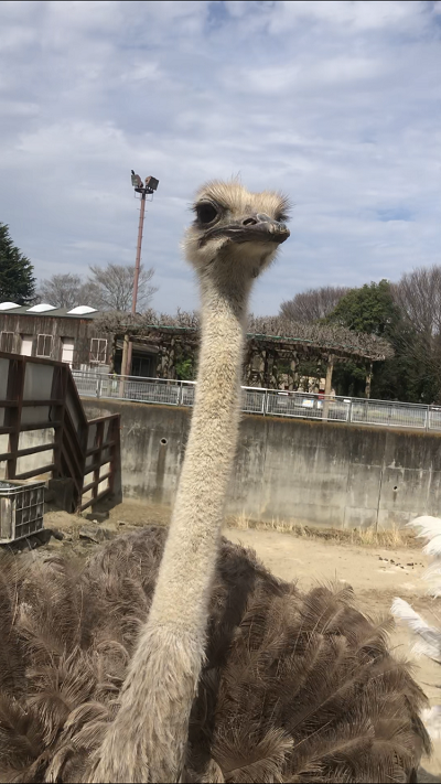 ダン君は元気いっぱいです 動物園の一日