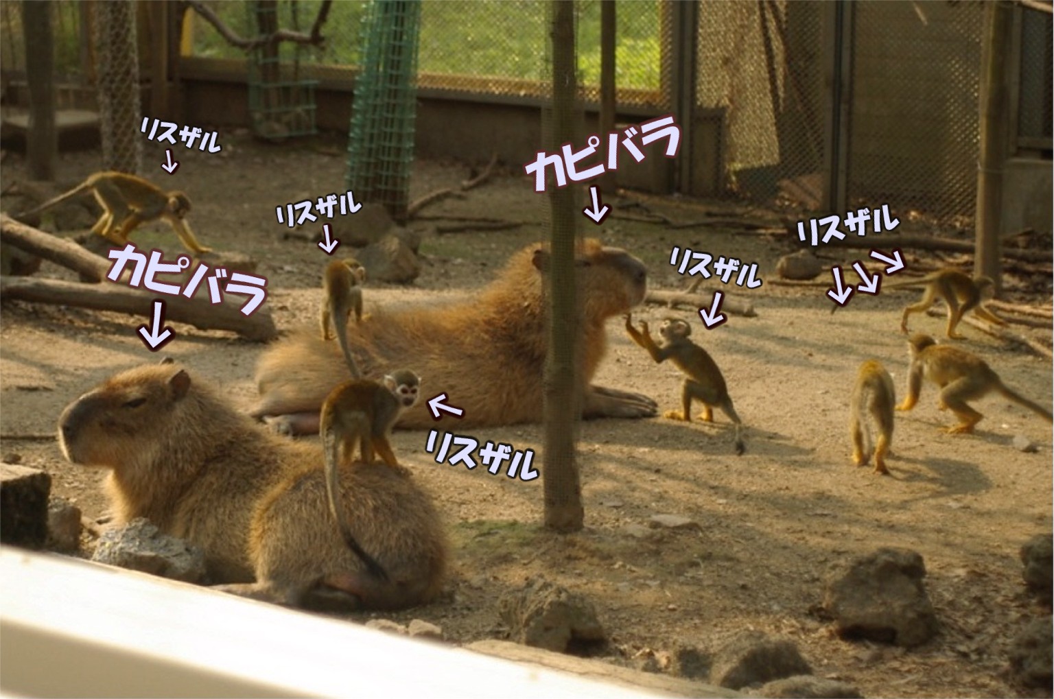小さいサルと大きいネズミの関係 動物園の一日