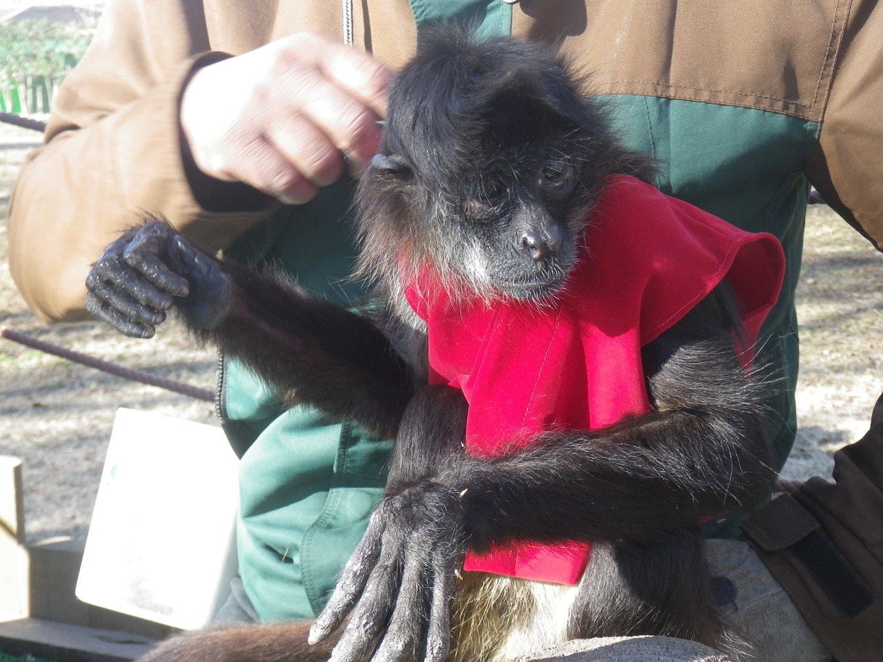 クモザル ローズ の寒さ対策 動物園の一日