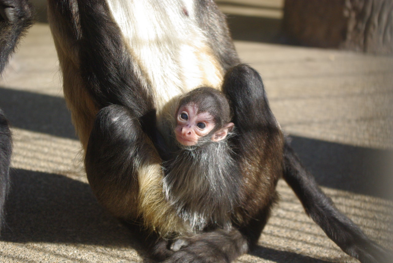 クモザルベビー 動物園の一日