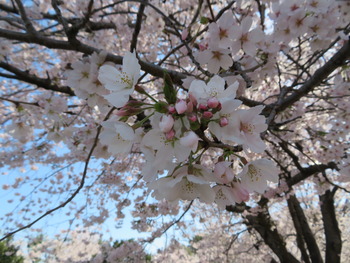2022.4.2桜