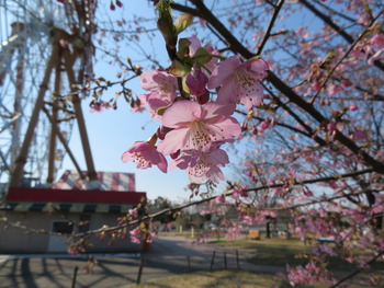 2020.2.21河津桜(ハートフルファーム)アップ