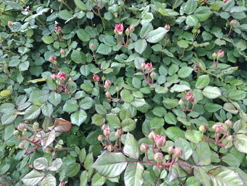 鲡�����