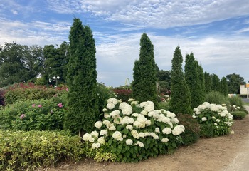 アナベル (1)