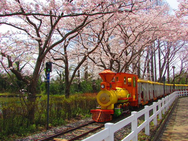 4 6 東武動物公園の桜が満開になりました 東武動物公園の花と自然 公式ブログ