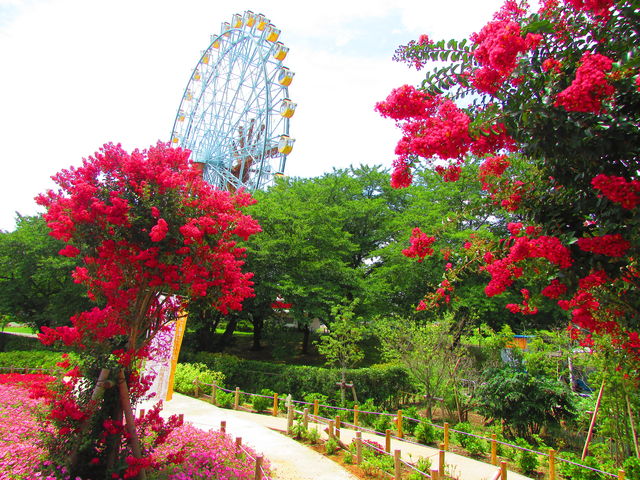 7 29 百日紅 サルスベリ 東武動物公園の花と自然 公式ブログ