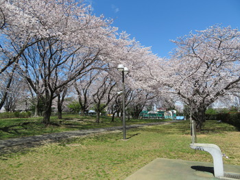 2020.3.24桜1