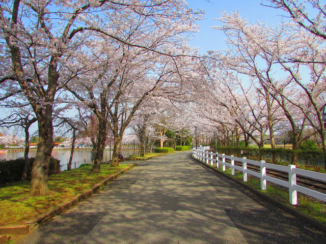 3 29 桜満開 東武動物公園の花と自然 公式ブログ