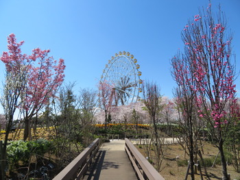 2020.3.24花木の小路