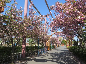 2021.4.11八重桜2