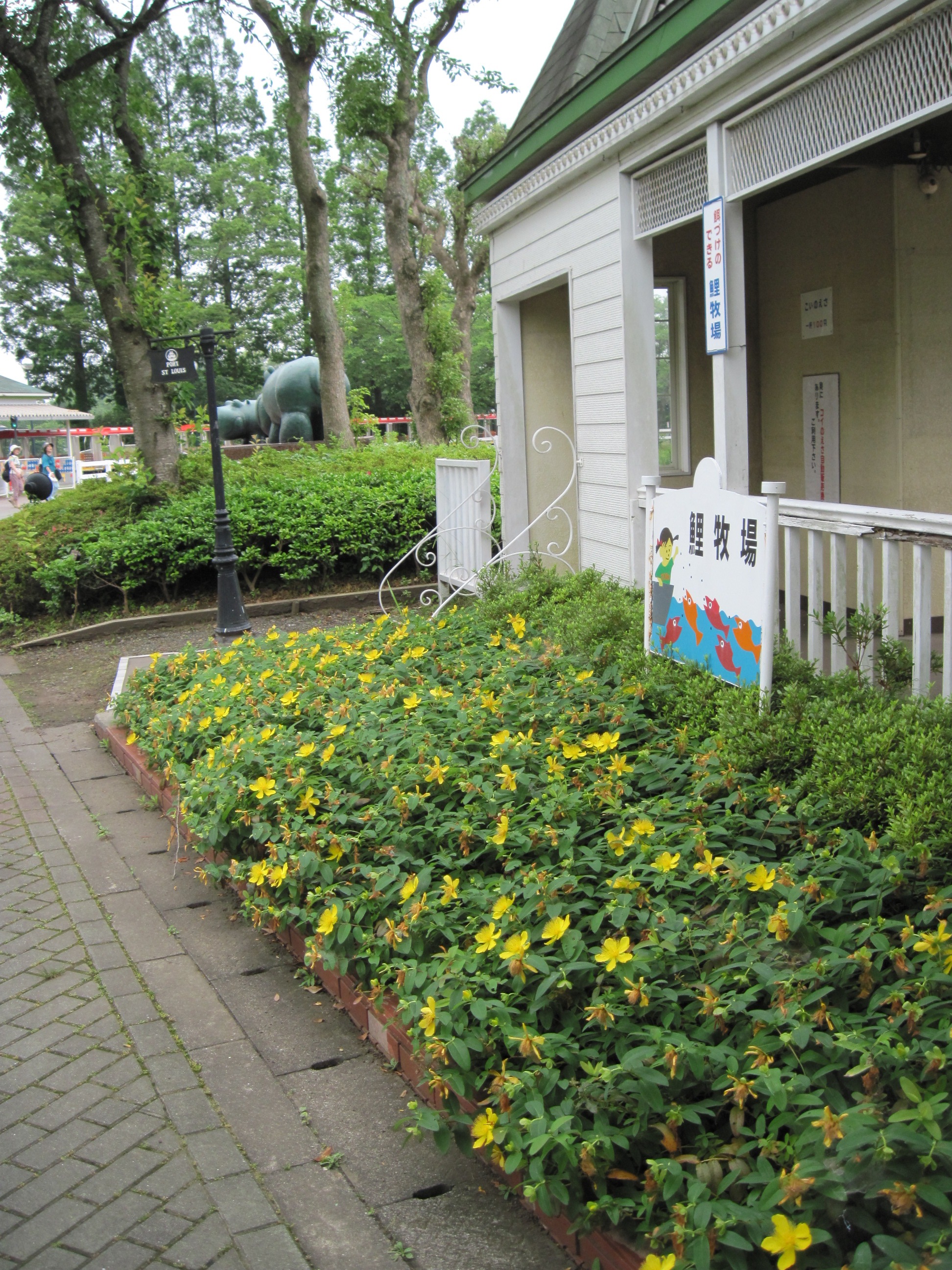 ヒペリカムも咲いていますよ 東武動物公園の花と自然 公式ブログ