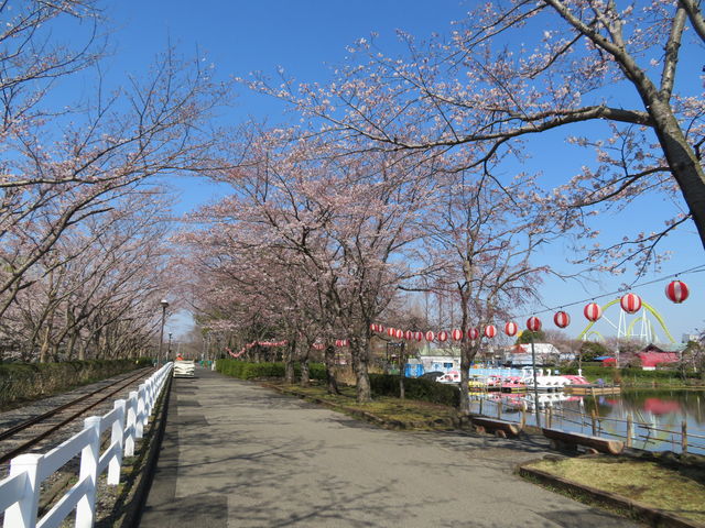 4 4 東武動物公園の桜の開花状況 東武動物公園の花と自然 公式ブログ