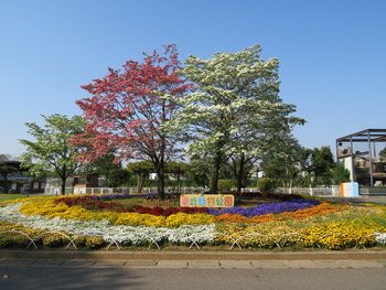 2020.5.1花壇