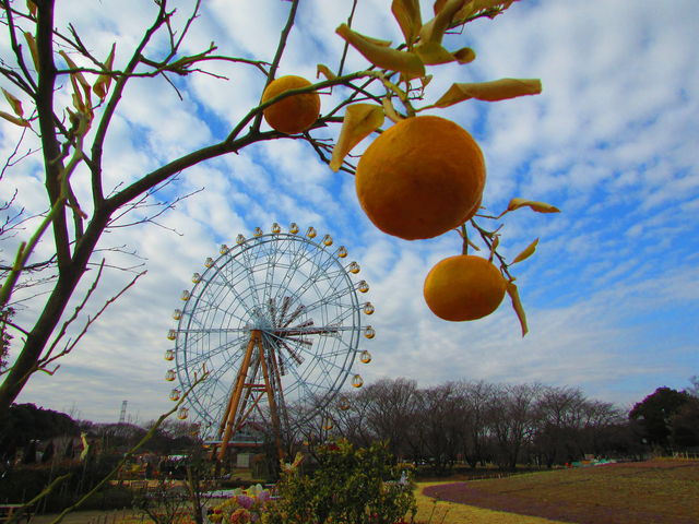 1 19 平日のハートフルガーデン楽しみ方 東武動物公園の花と自然 公式ブログ 1 19 平日のハートフルガーデン楽しみ方 東武動物公園の花と自然 公式ブログ