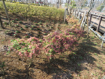 2020.2.21タニウツギ
