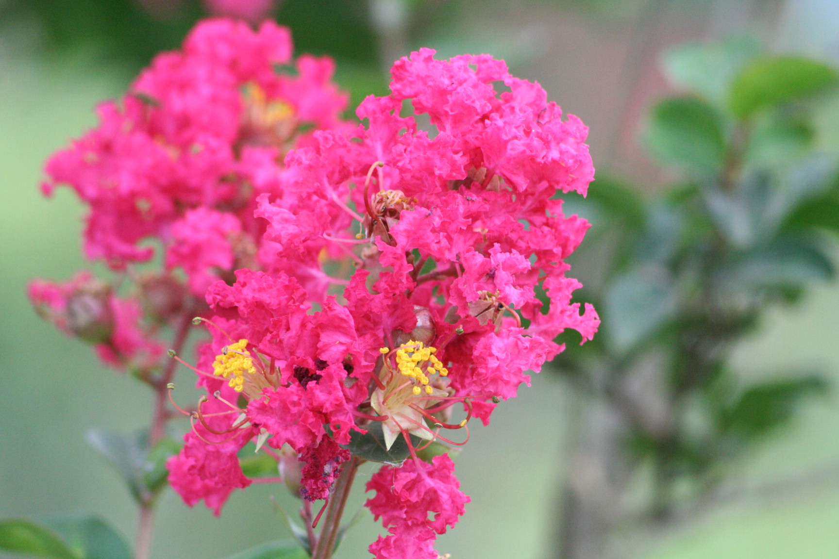 サルスベリ４色 東武動物公園の花と自然 公式ブログ