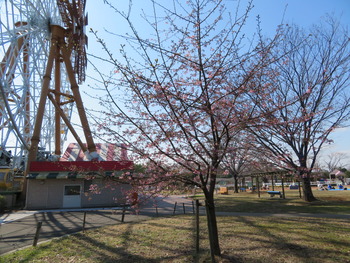 2020.2.21河津桜(ハートフルファーム)