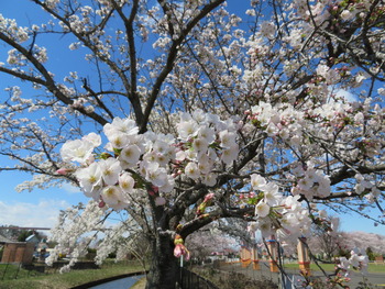 2020.3.24桜2