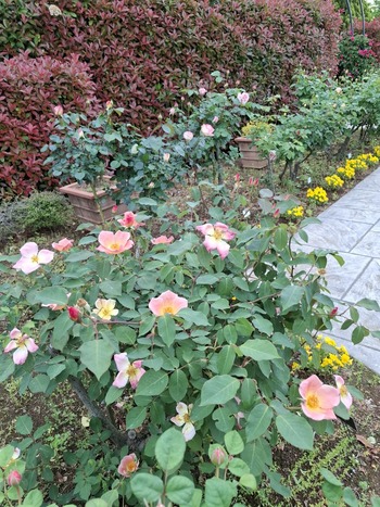 �Х鳫�֭�