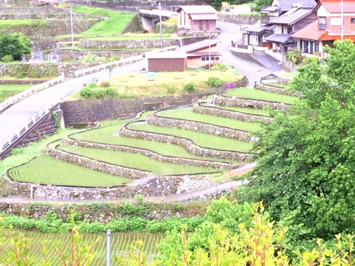 岡村柿紅