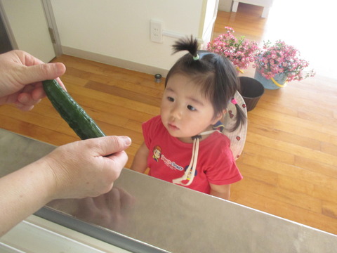 きゅうり３