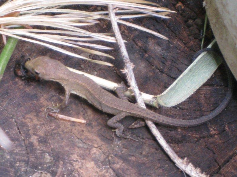 クモを捕まえ奮闘中のカナヘビ 地域通貨 戸田オール 運営委員会ブログ