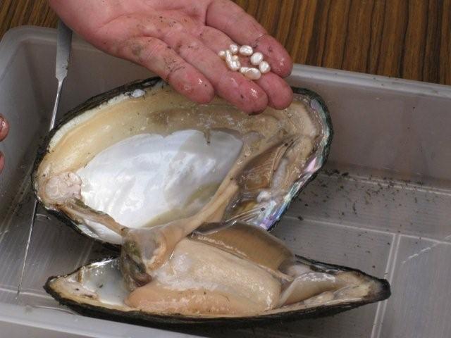 戸田産淡水真珠 地域通貨 戸田オール 運営委員会ブログ