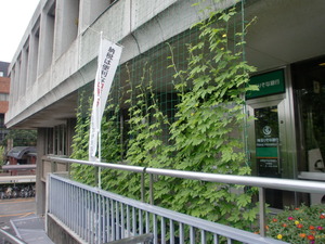 市役所のゴーヤ