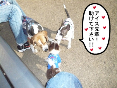 ドッグラン プースカ