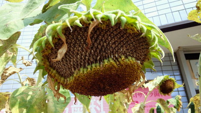 32245e44.jpg