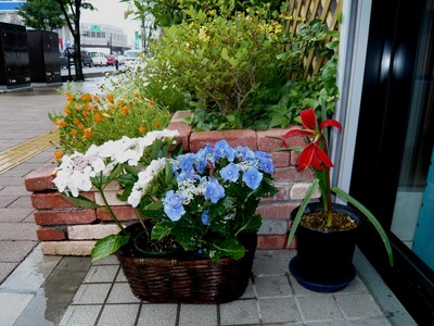 ���۲֡�������