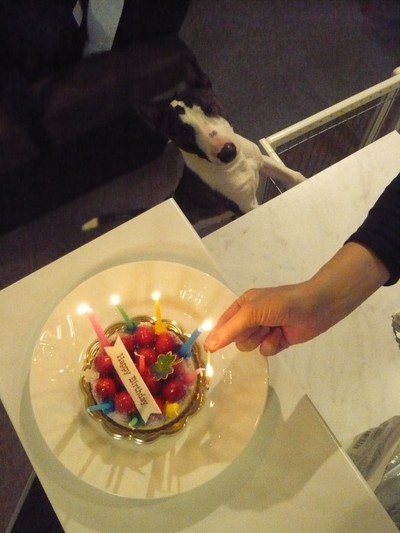 プースカ 誕生日ケーキ