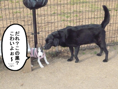 ドッグラン プースカ