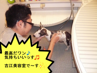 ドッグラン プースカ