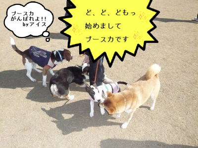 ドッグラン プースカ アイス