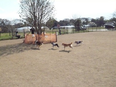 ドッグラン プースカ