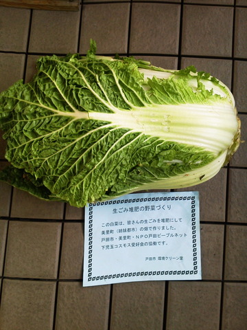 白菜