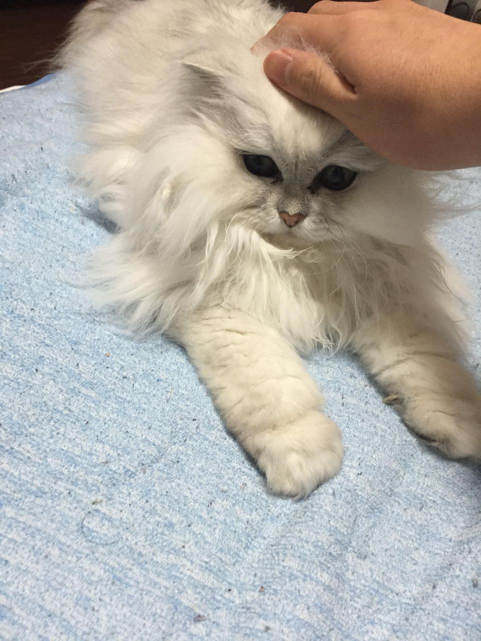 ネッコが部屋で2匹きりになると甘えてくる現象 今日の野球ニュース ネッコが部屋で2匹きりになると甘えてくる現象 今日の野球ニュース