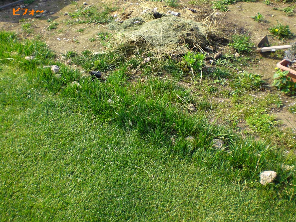 芝生を種から イジり壊し