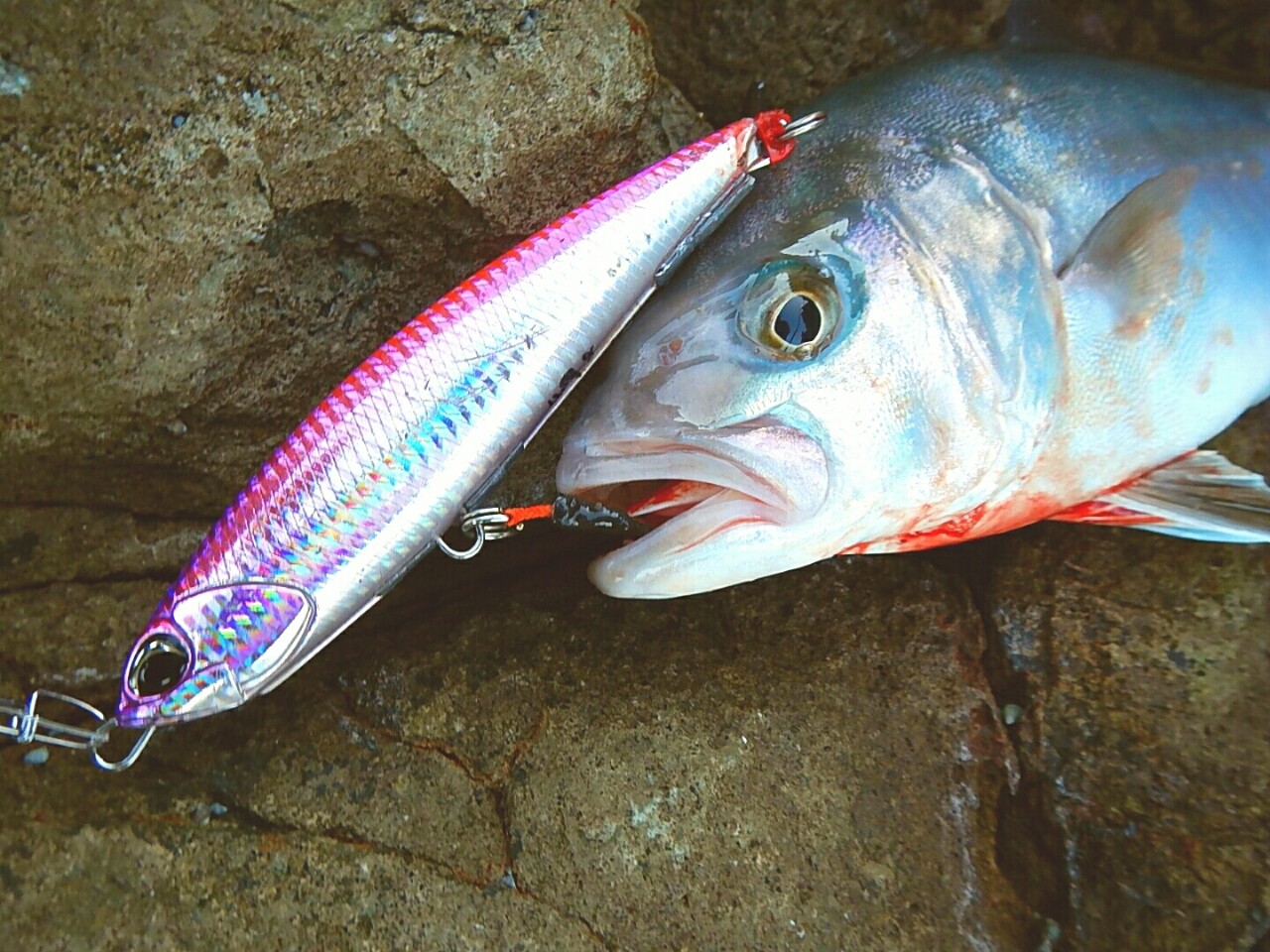 リアル鹿児島のブリとカンパチ ご いんぐmyウェイ リアル鹿児島のブリとカンパチ ご いんぐmyウェイ