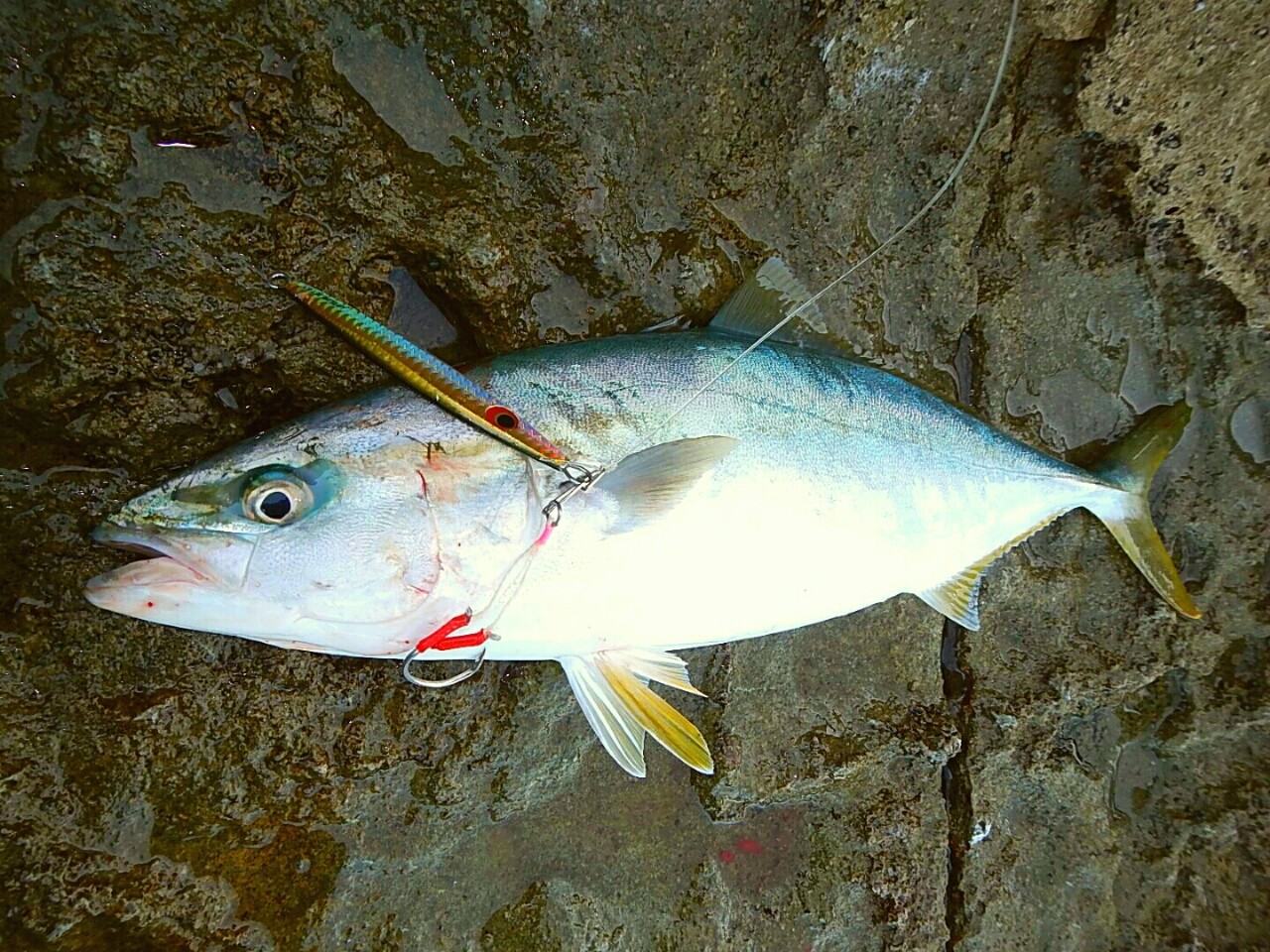 リアル鹿児島のブリとカンパチ ご いんぐmyウェイ リアル鹿児島のブリとカンパチ ご いんぐmyウェイ
