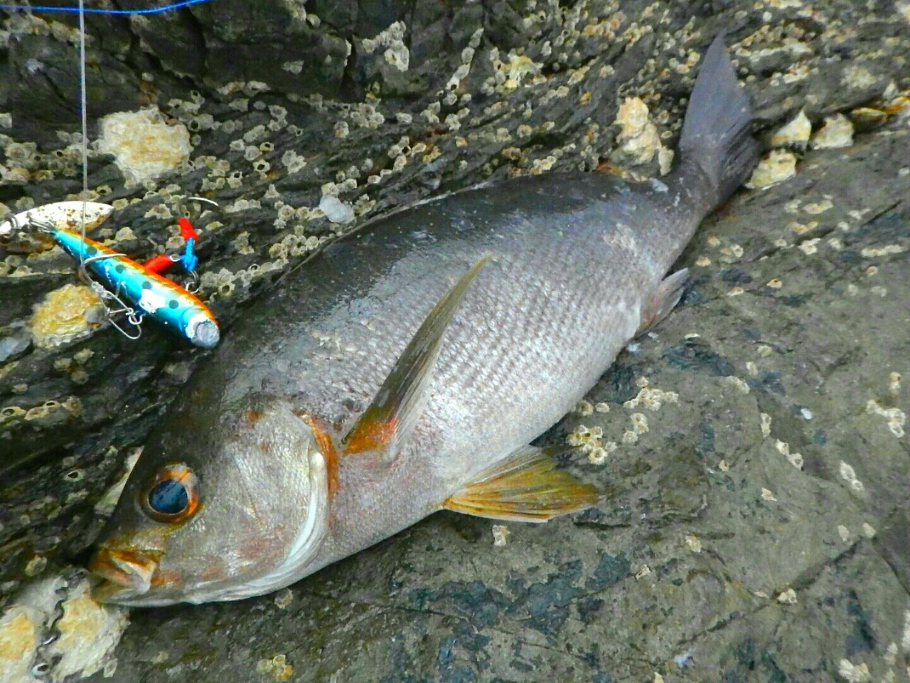 久々ショアゲーム ご いんぐmyウェイ